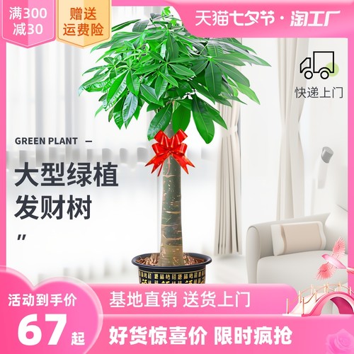 發(fā)財(cái)樹盆栽室內(nèi)好養(yǎng)大型 - 招財(cái)樹綠植物客廳辦公室,喬遷開業(yè)花卉盆景